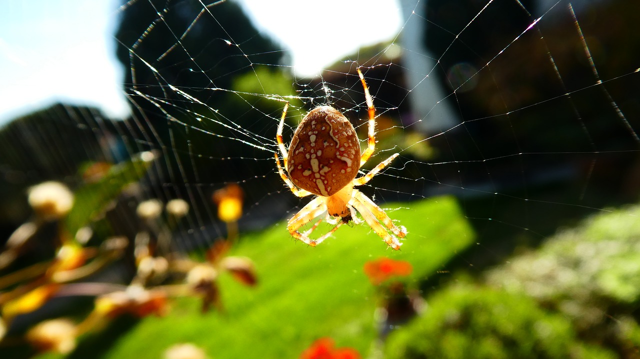 spider  nature  animal free photo