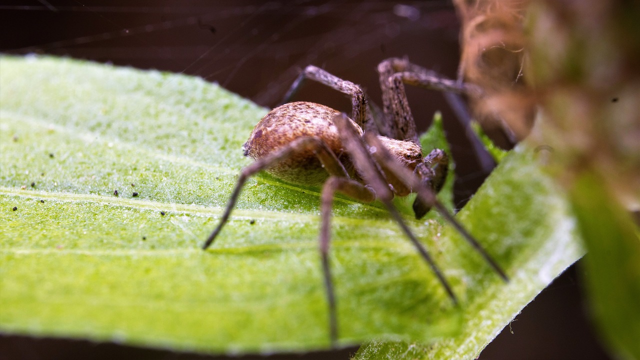 spider  macro-photography  insect free photo