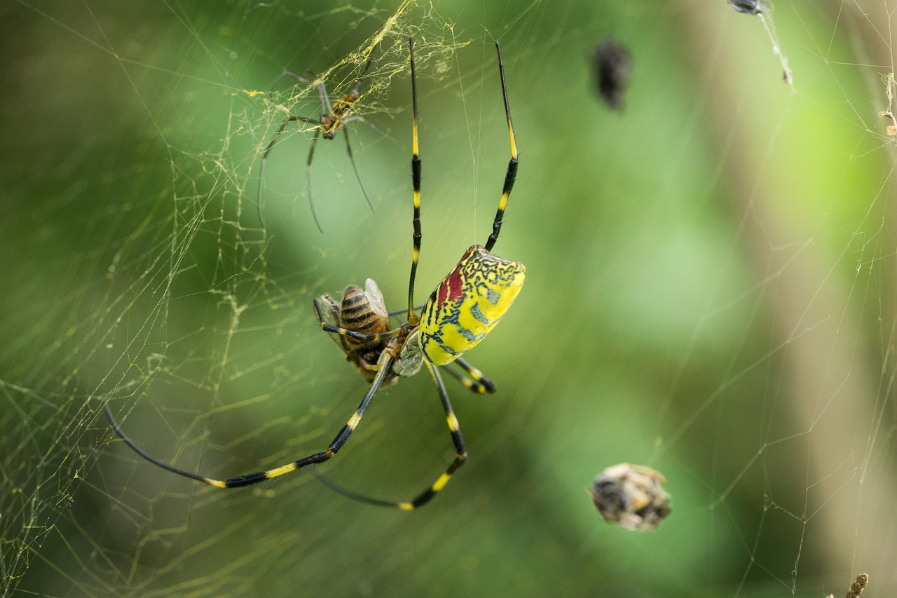 spider  spider web  macro free photo