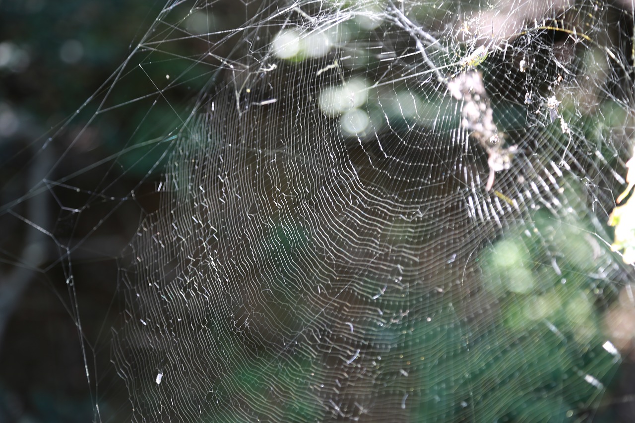 spider  spider web  nature free photo