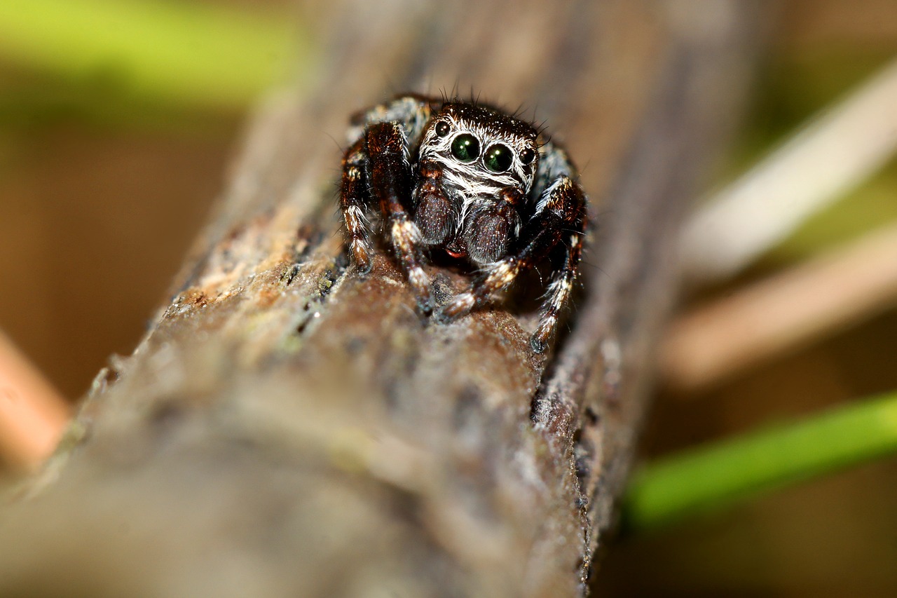 spider  insect  macro free photo