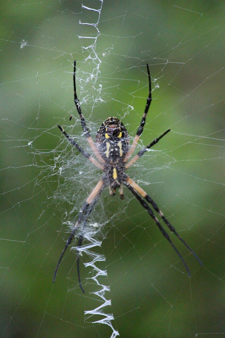 spider  garden spider  web free photo