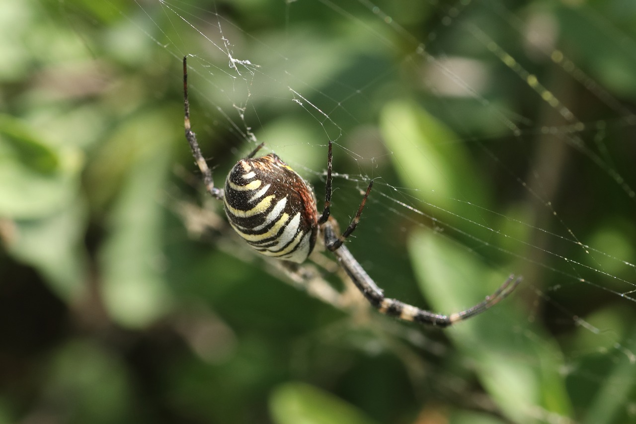 spider  poisonous  summer free photo