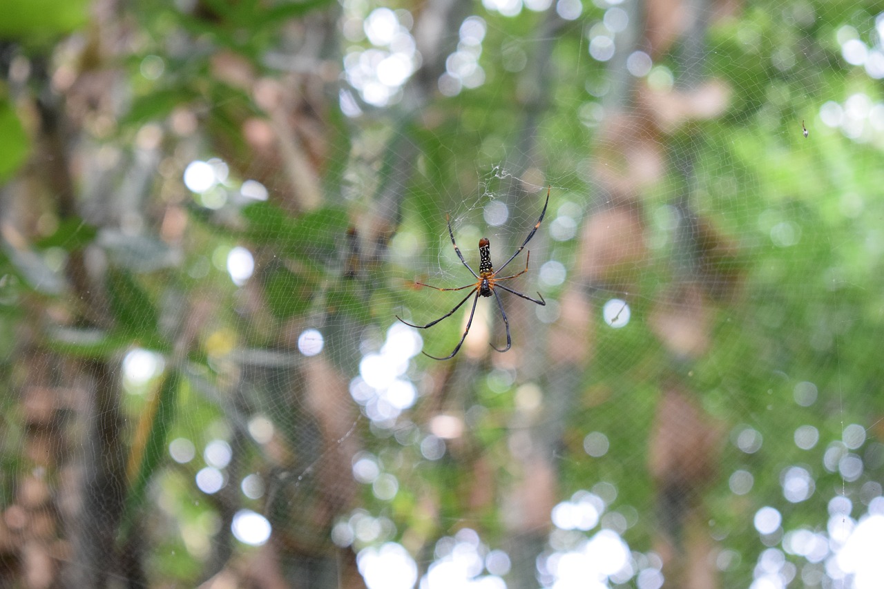 spider  wave  insect free photo