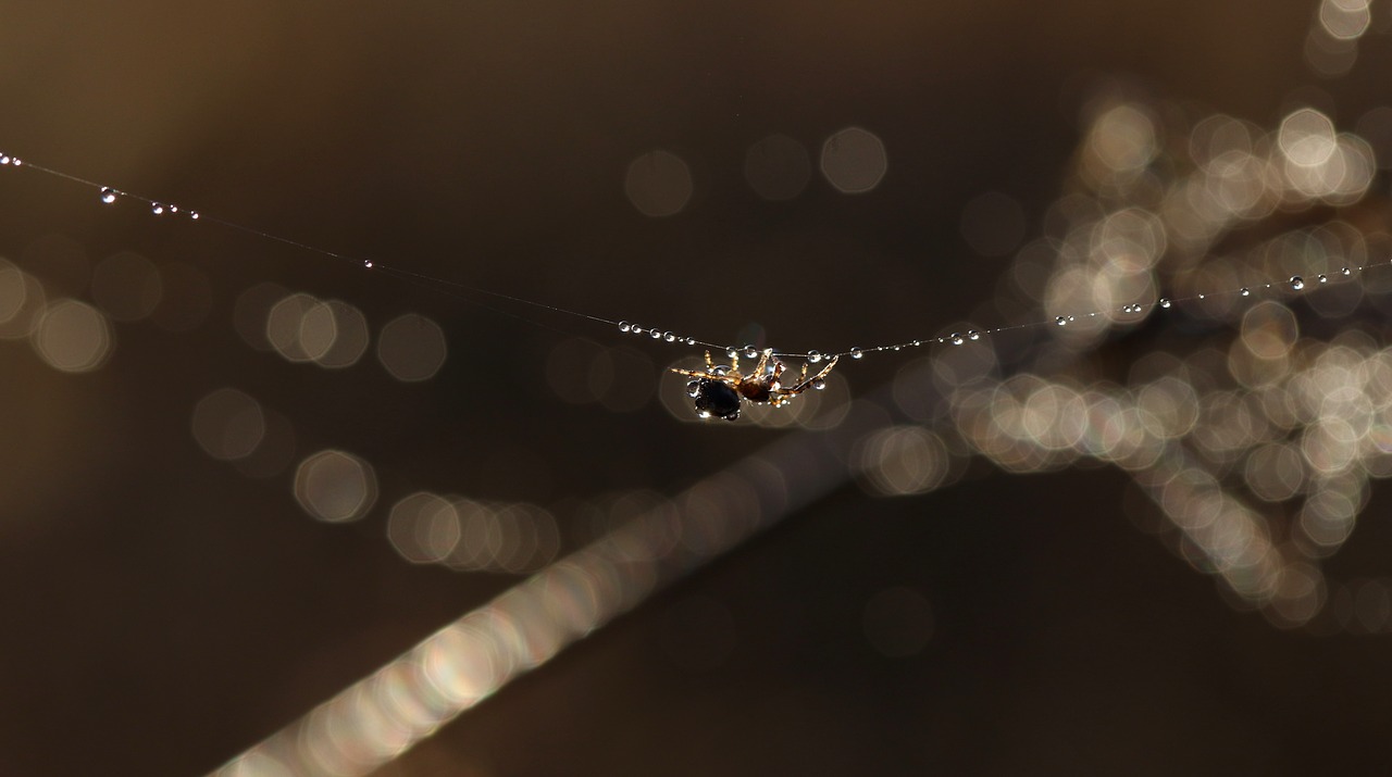spider  spider web  drops free photo