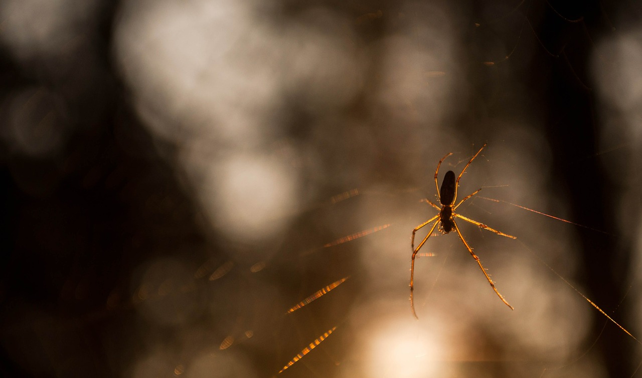 spider spider web sun free photo