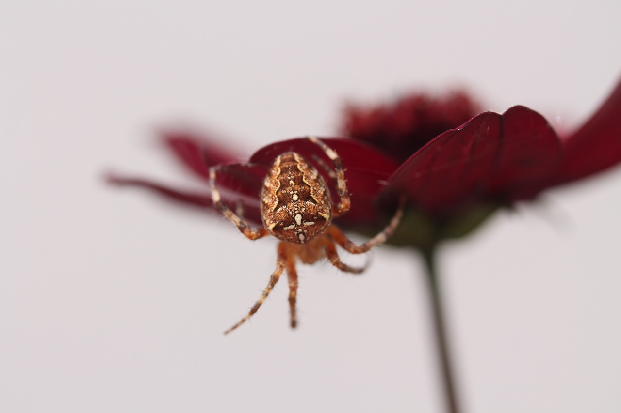 spider  araneus  nature free photo