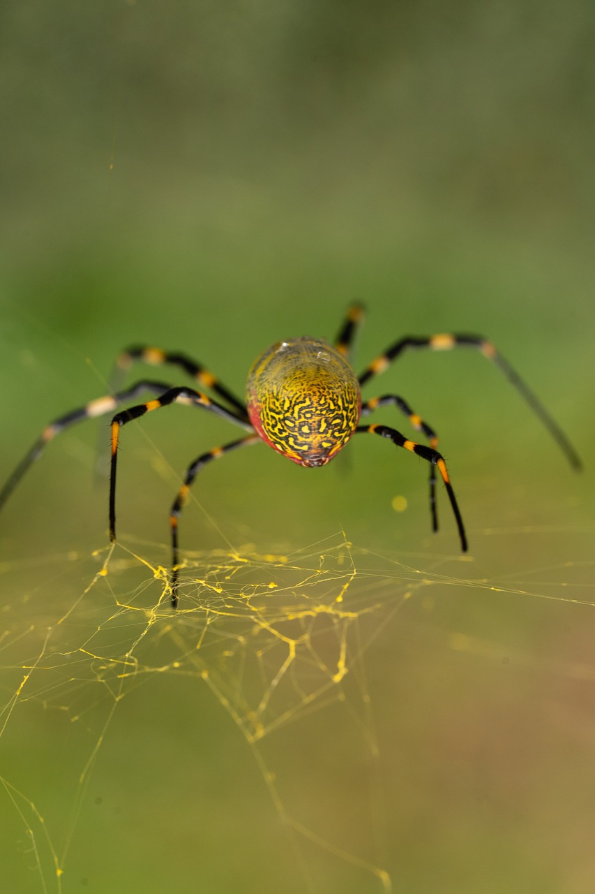 spider  macro  web free photo