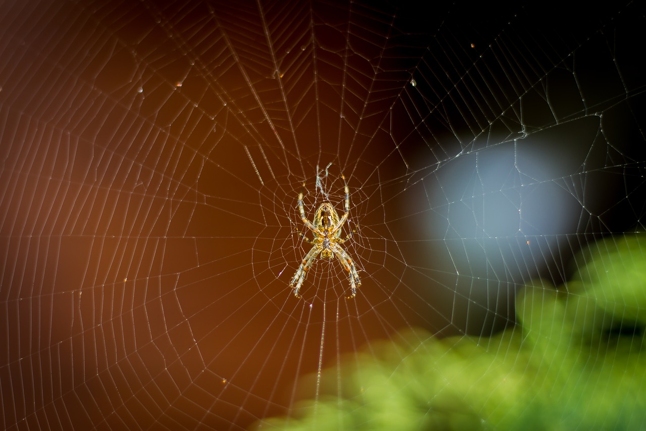 spider  spider net  spider web free photo