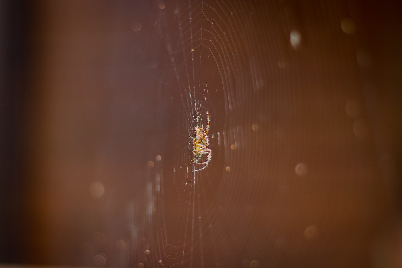 spider  spider net  spider web free photo