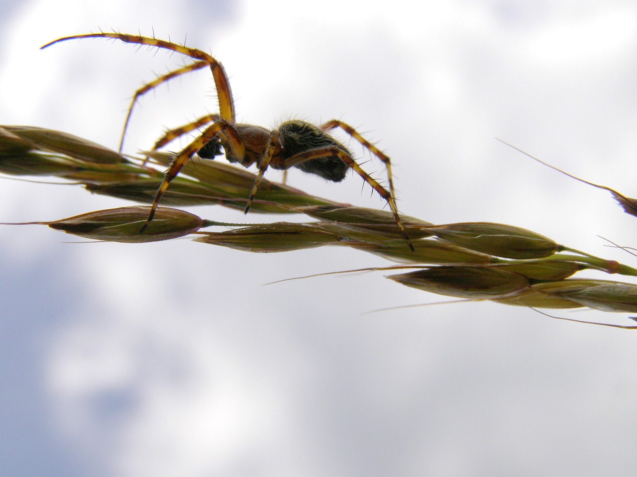 spider  macro  insect free photo