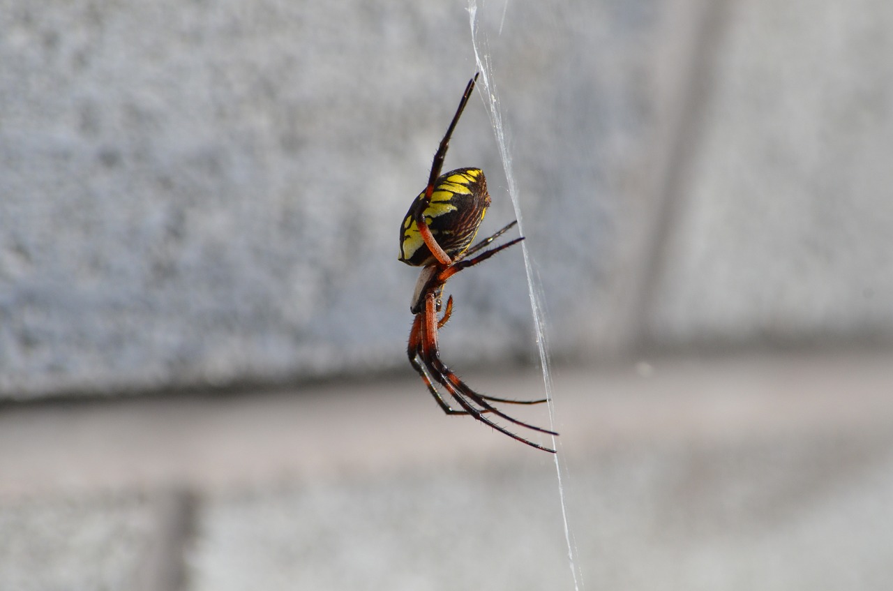 spider  bug  web free photo