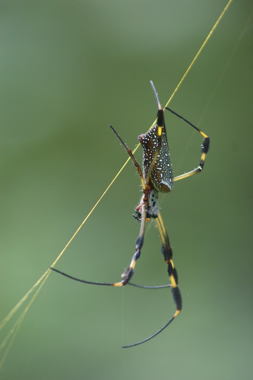 spider  green  insects free photo