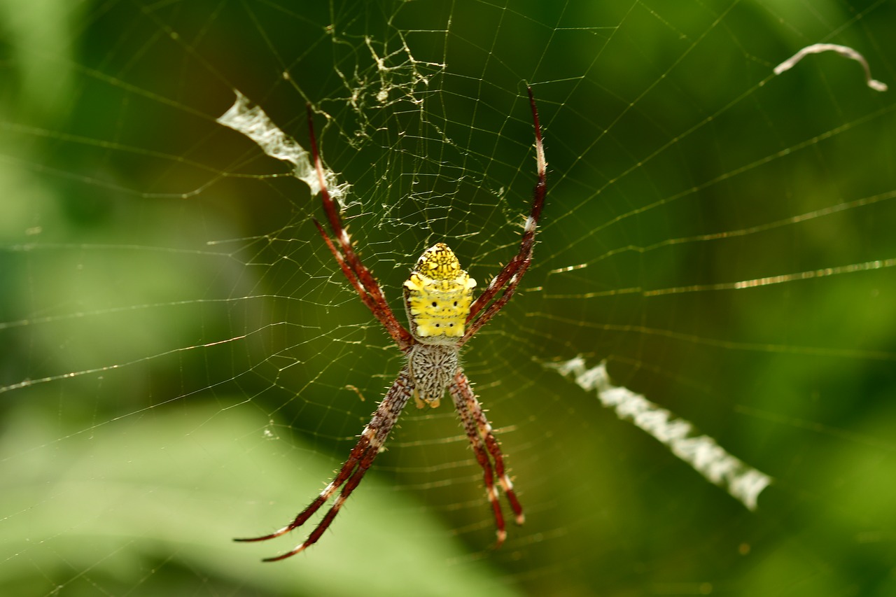 spider  arachnid  web free photo