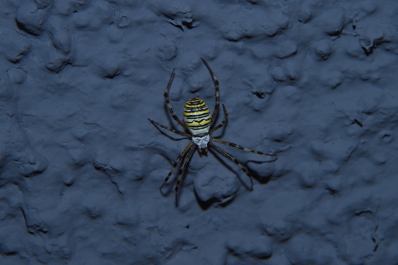 spider  wasp spider  krabbeltier free photo