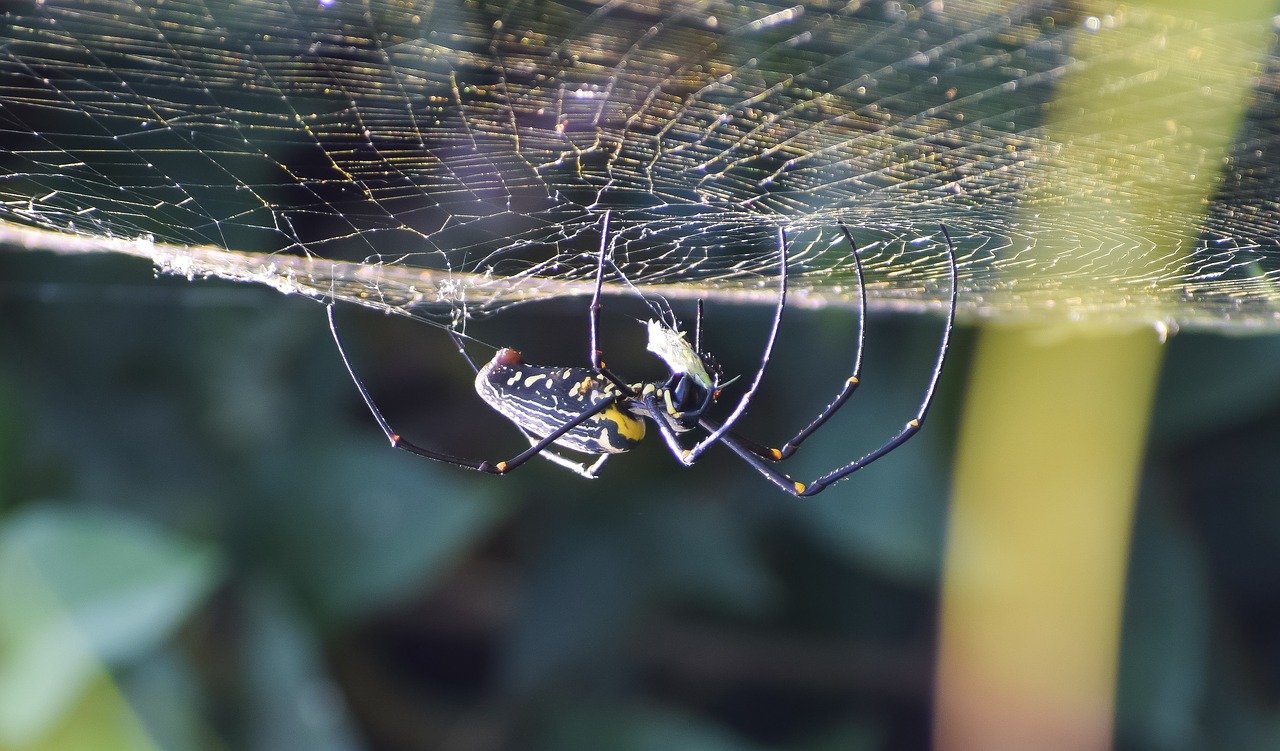 spider  web  nature free photo