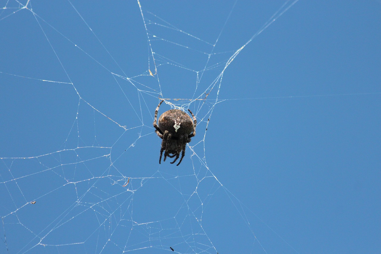 spider  spider web  arthropod free photo