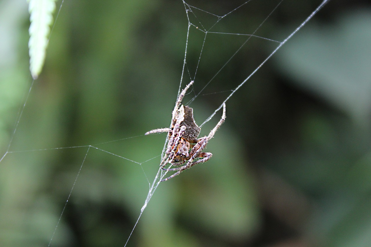 spider  macro  green free photo