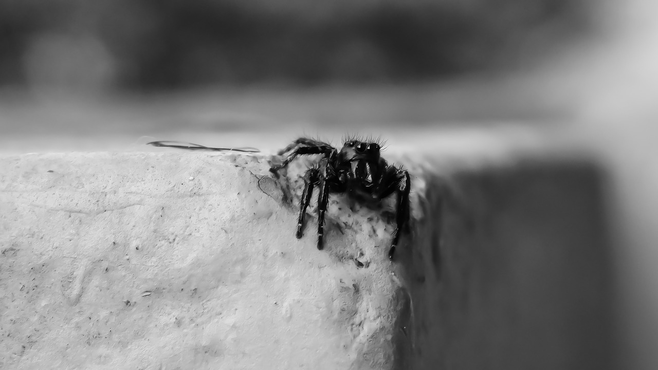 spider  black  macro free photo