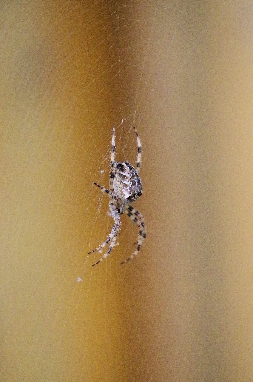 spider  araneus  cobweb free photo