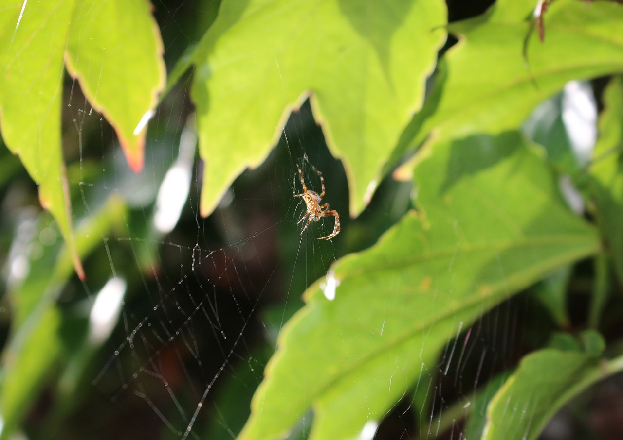 spider cobweb vine leaves free photo