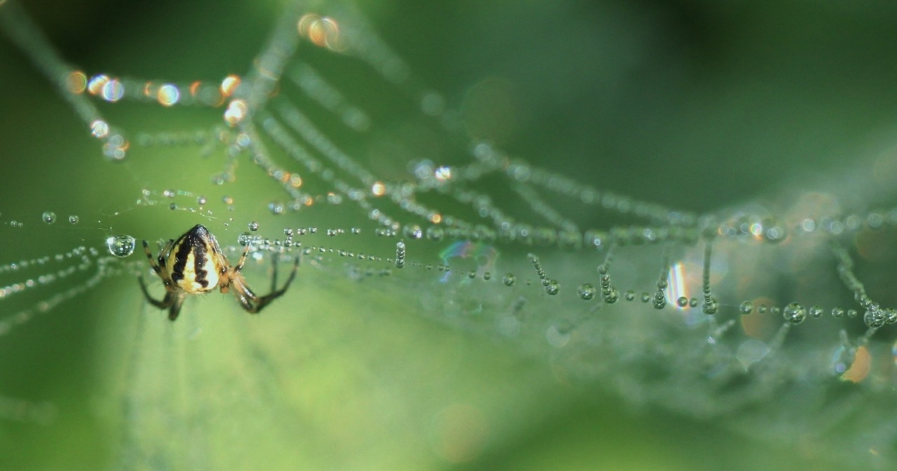 spider insect close free photo