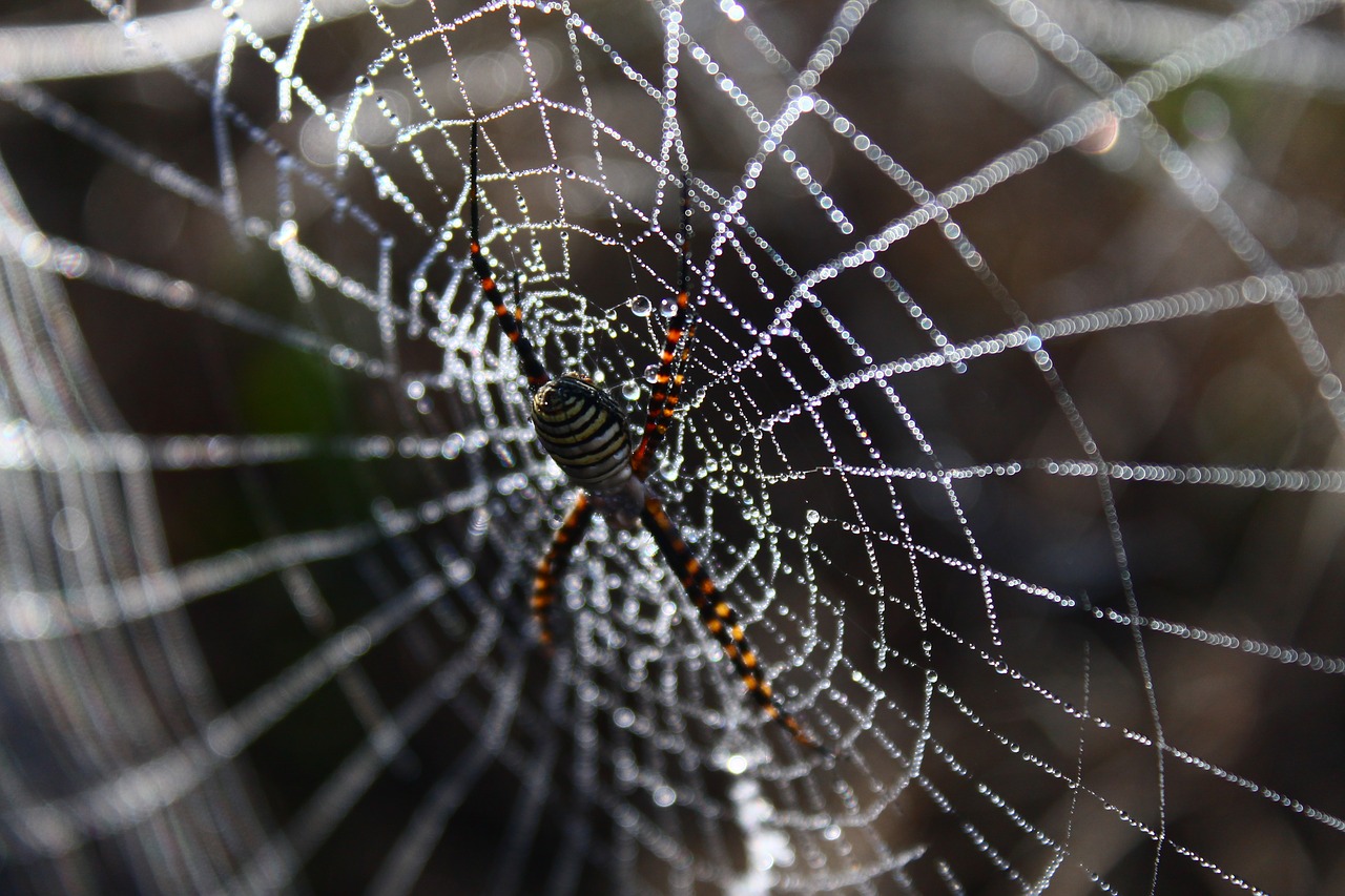 spider  spider web  network free photo