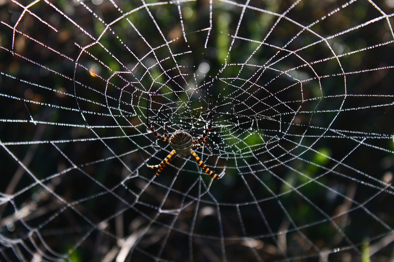 spider  spider web  network free photo