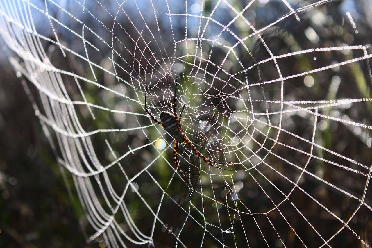 spider  spider web  network free photo