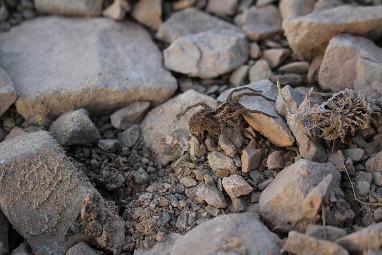 spider  stones  grey free photo