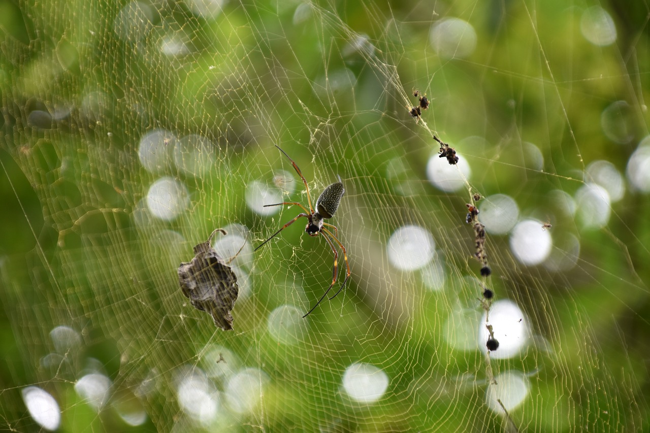 spider  web  jungle free photo