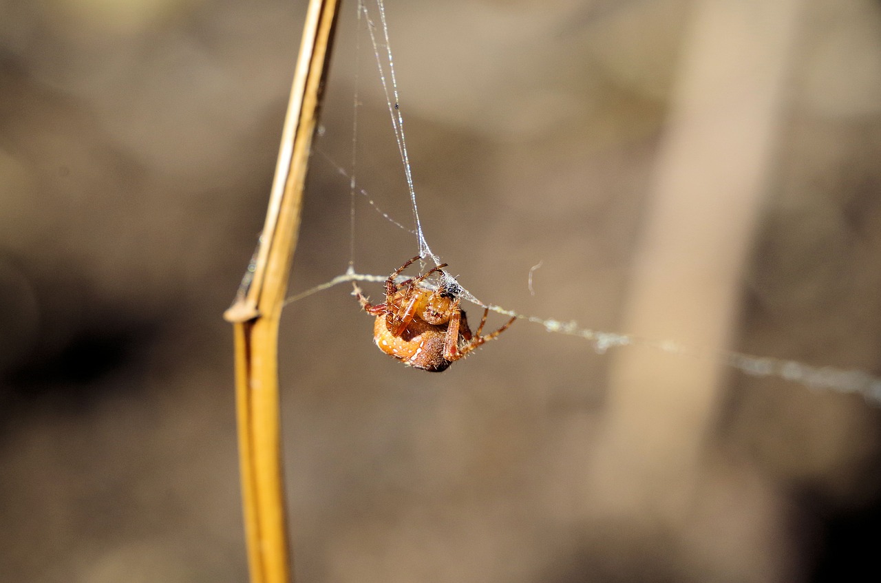 spider  araneus  spin threads free photo