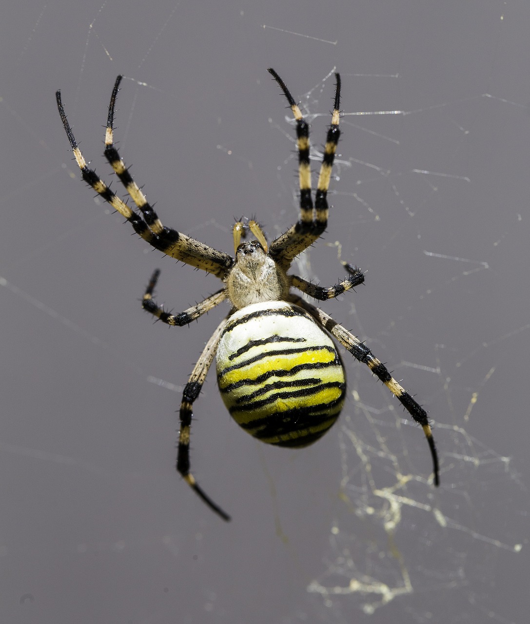 spider  arachnid  nature free photo