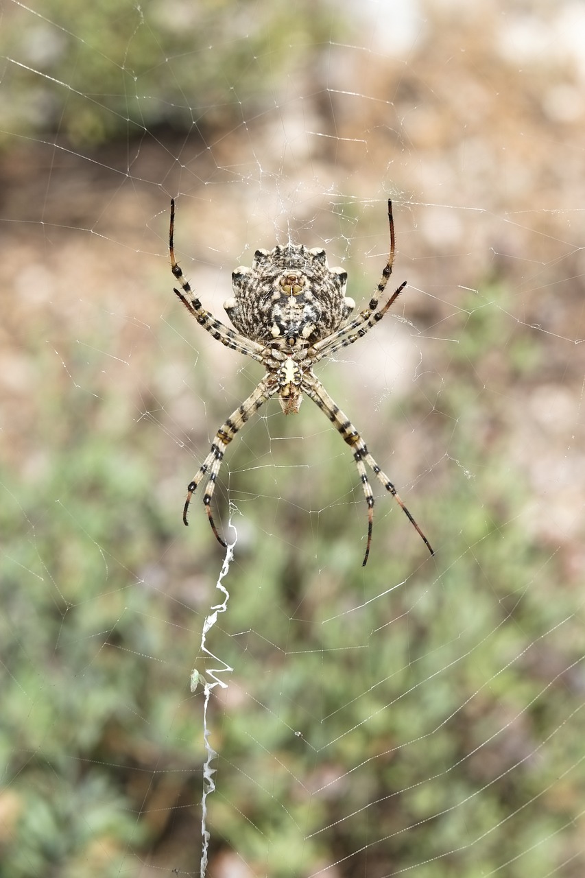spider spiderweb net free photo