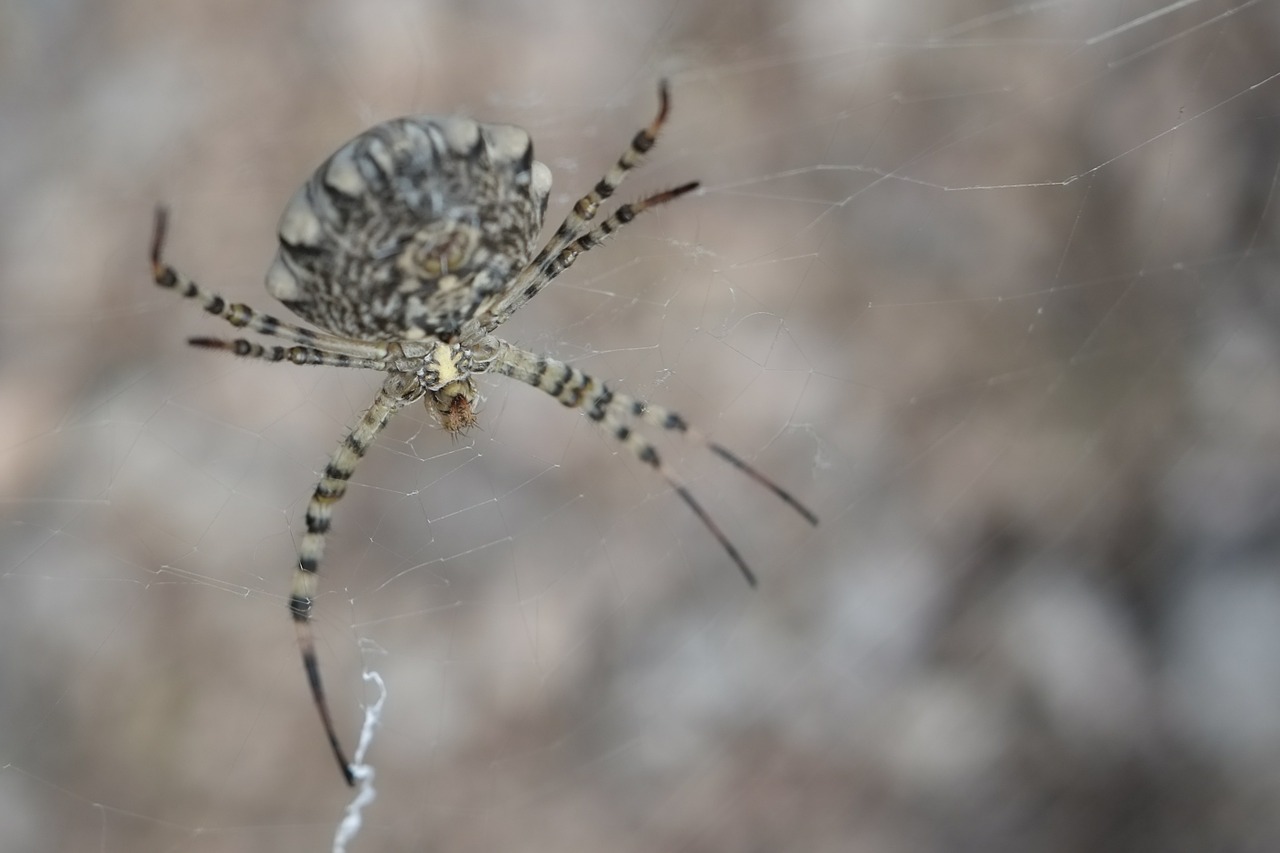 spider arachnid arachnophobia free photo