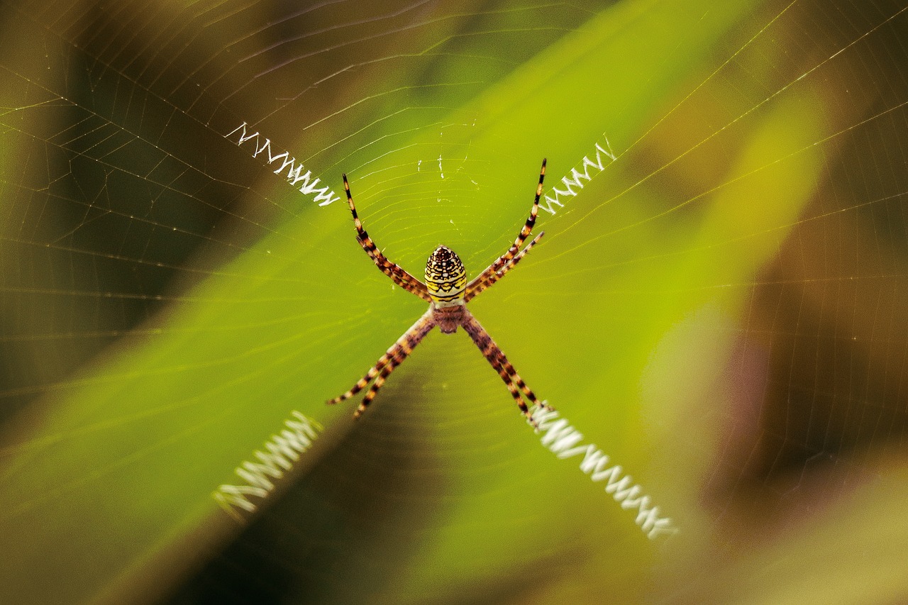 spider  wild life  web free photo