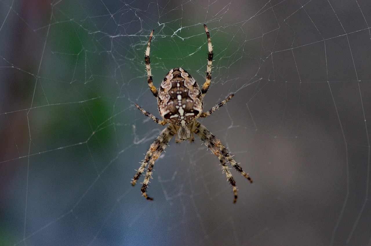 spider  hunter  insects free photo