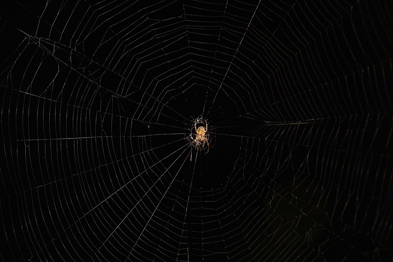 spider  web  trap free photo