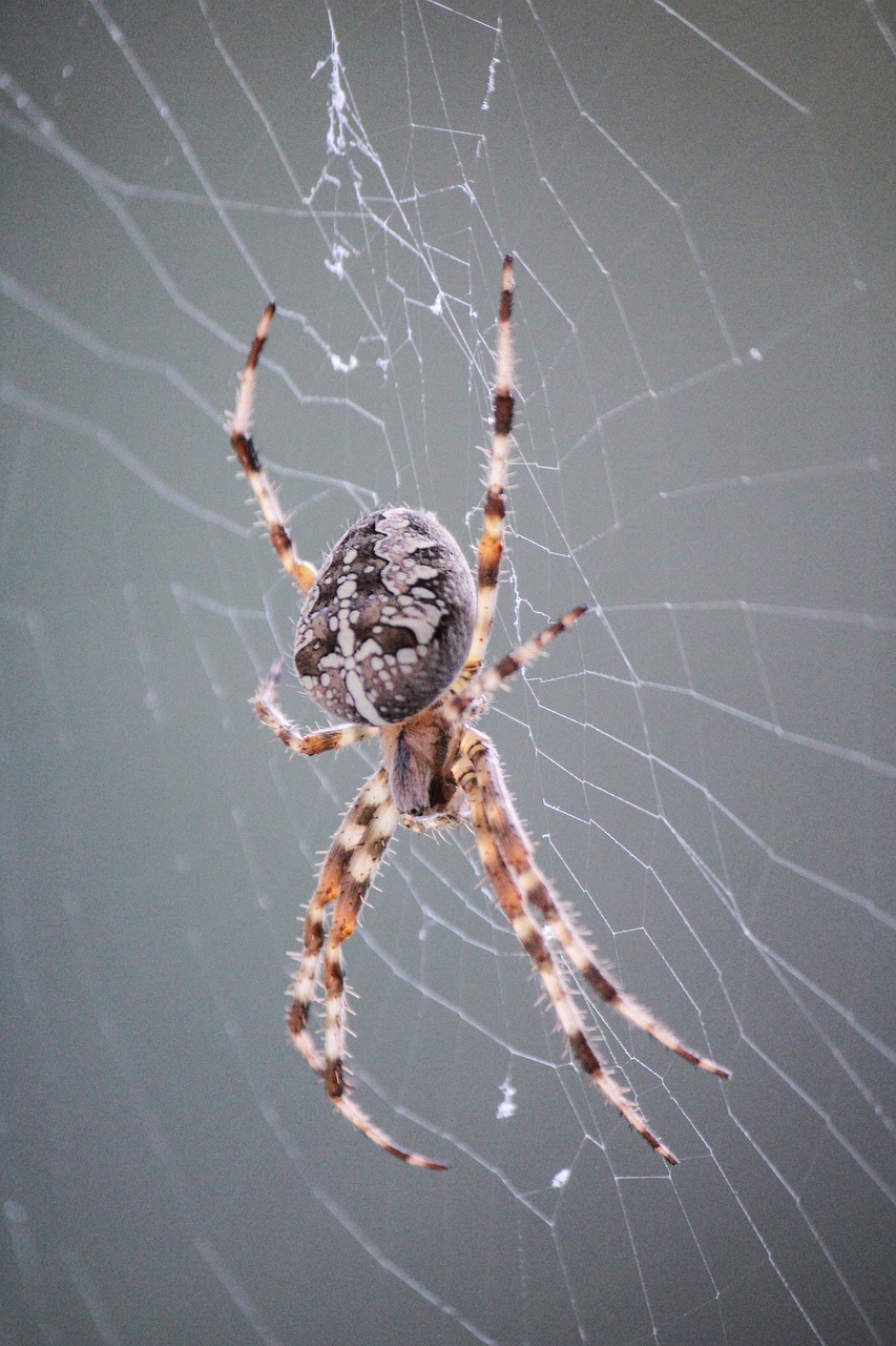 spider  araneus  cobweb free photo