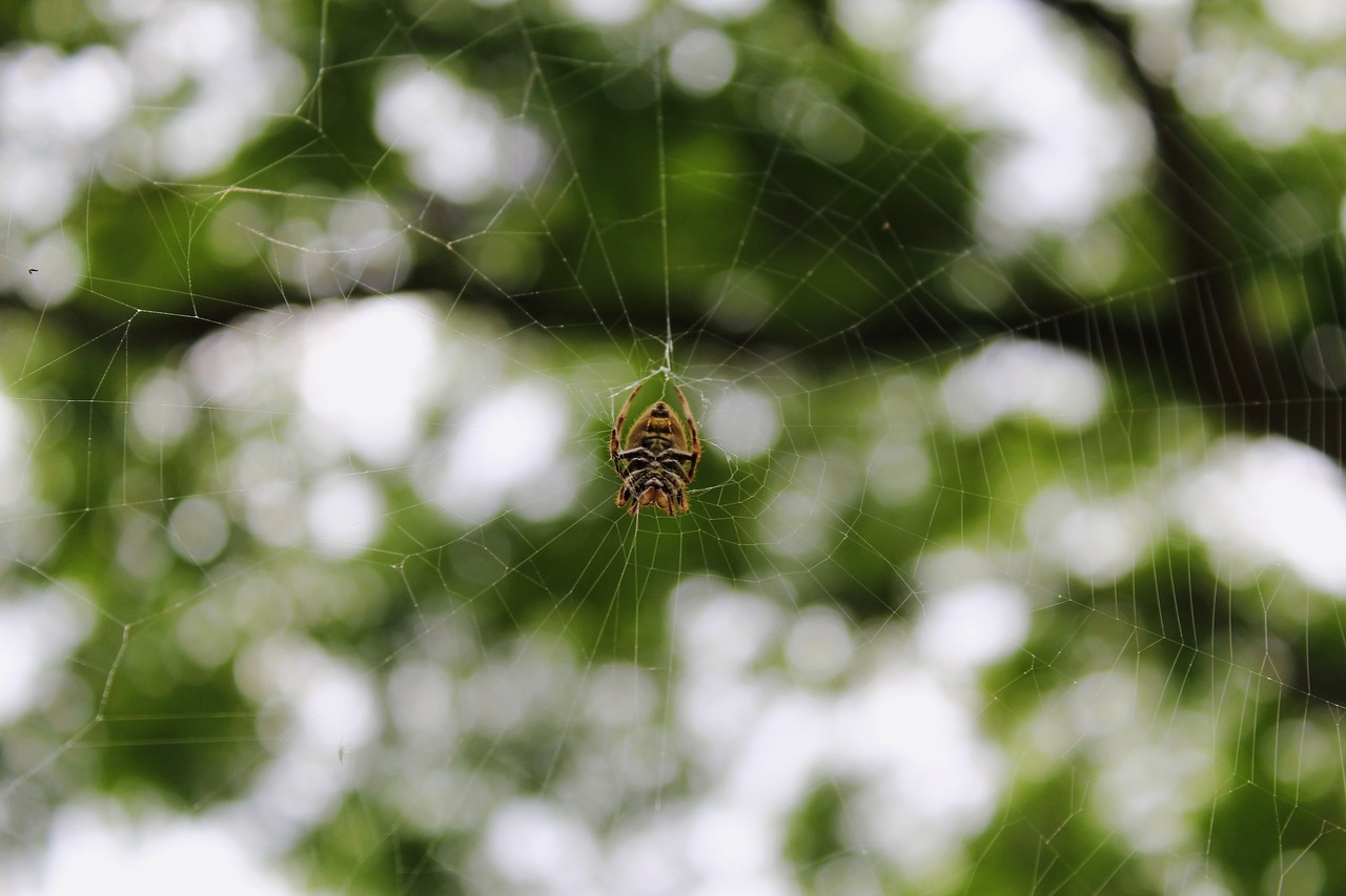 spider  web  australia free photo