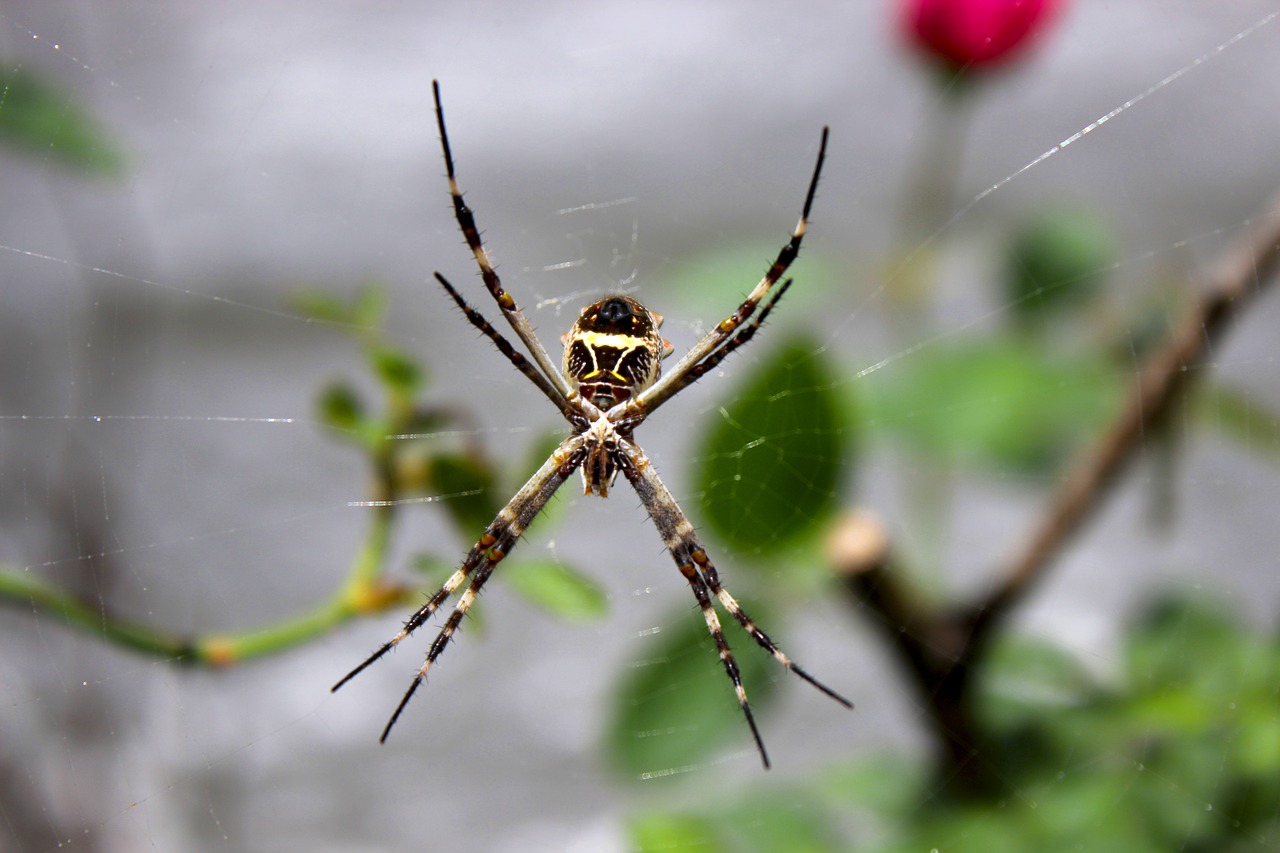 spider  garden  nature free photo