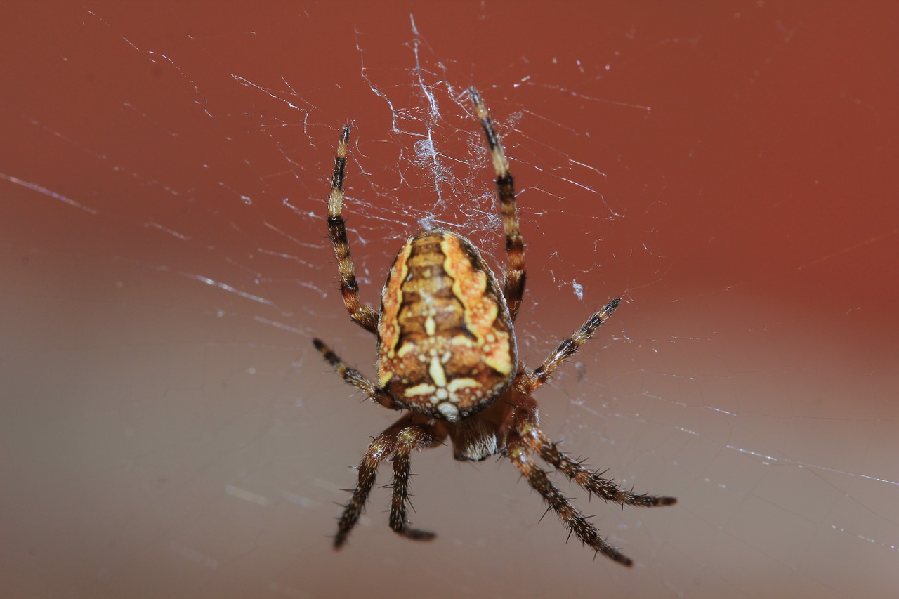 spider arachnid cobweb free photo