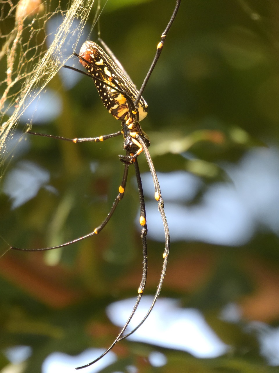 spider  orb-weaver  arachnid free photo