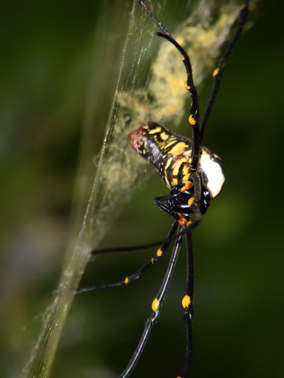 spider  orb weaver  garden free photo