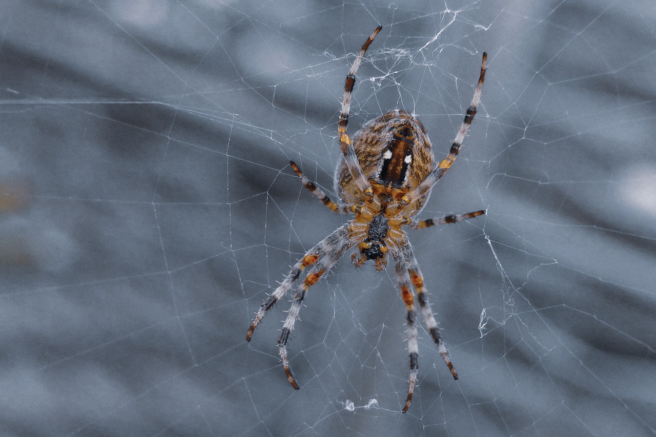 spider  dangerous  horror free photo