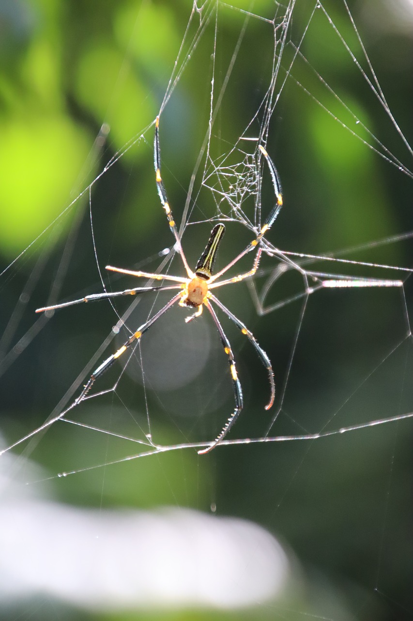 spider  cobweb  exotic free photo