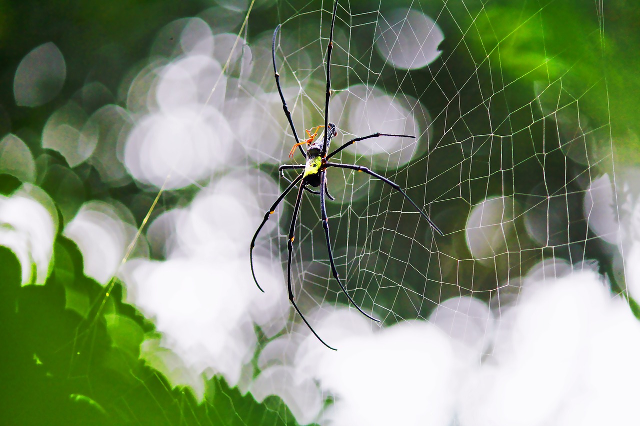 spider  spider web  web free photo