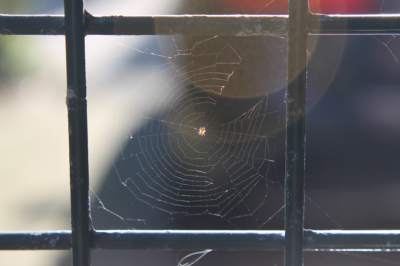 spider  web  cobweb free photo