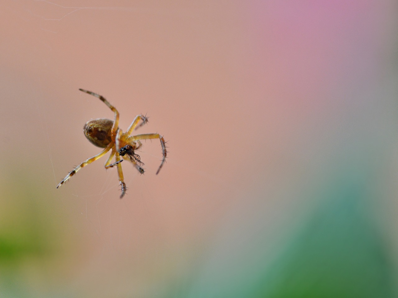 spider insect nature free photo