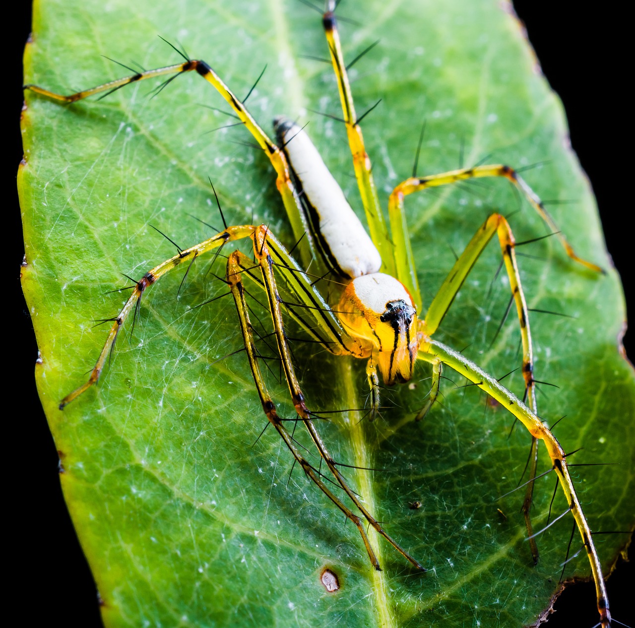 spider arachnid insect free photo